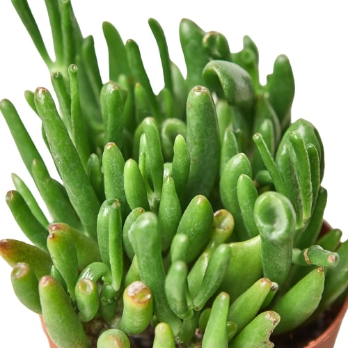 Crassula Ovata 'Gollum Jade' Succulent - 4" Pot