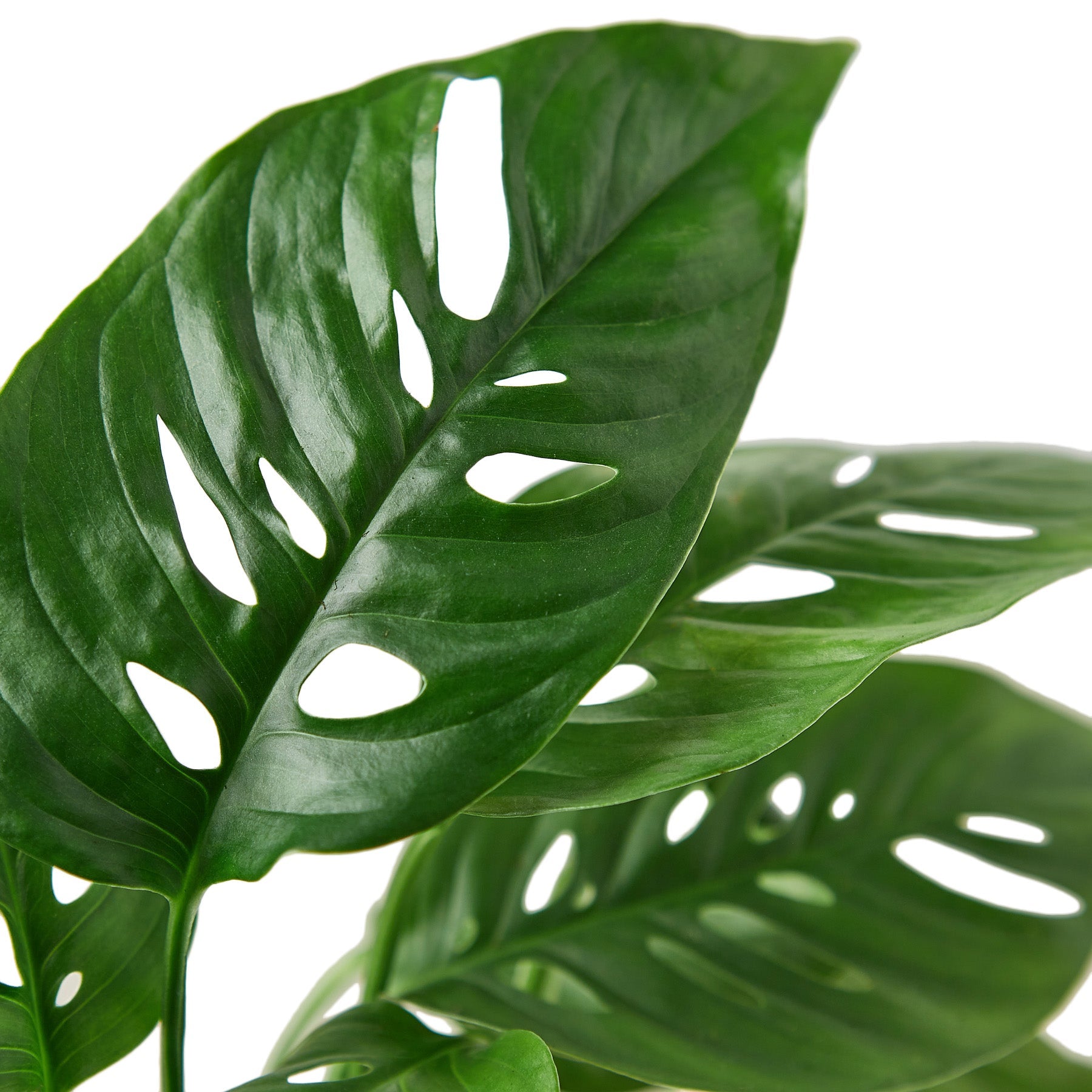cheese palm plant Monstera Adansonii 'Swiss Cheese'