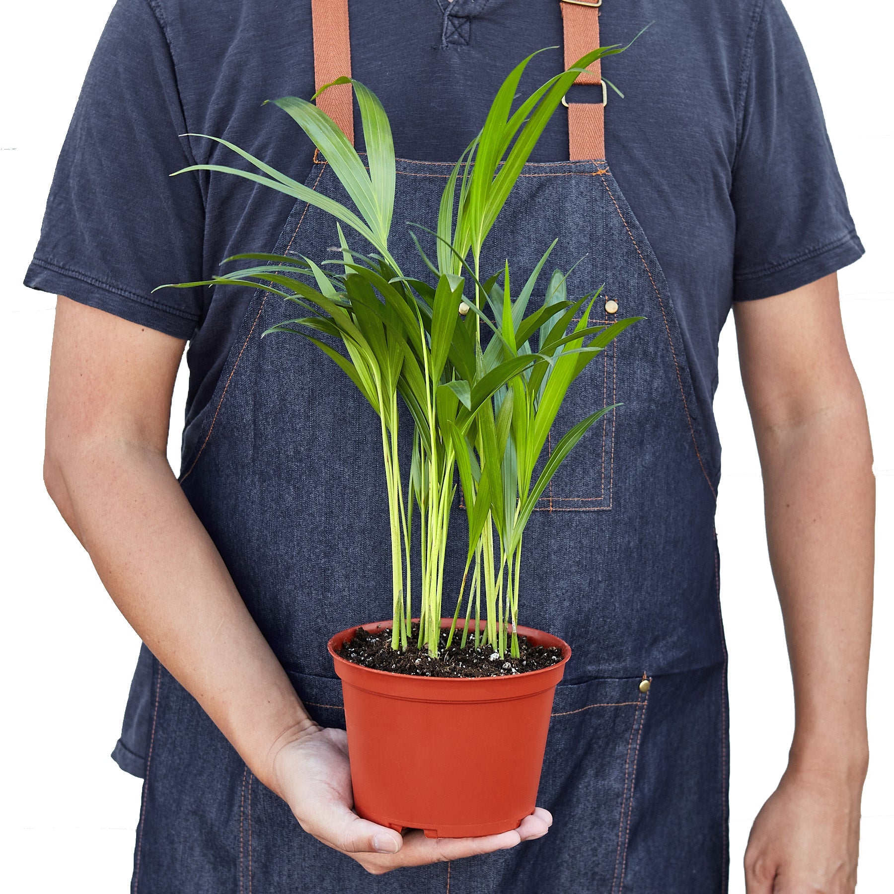 areca dwarf palm Areca Palm 6" Pot