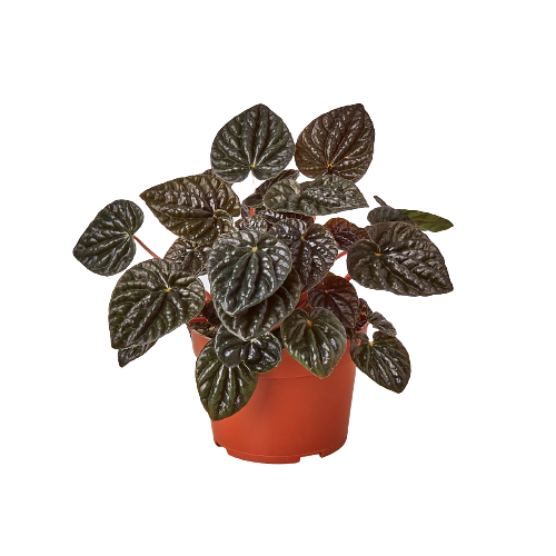 Peperomia 'Ripple Red' - 4" Pot - NURSERY POT ONLY
