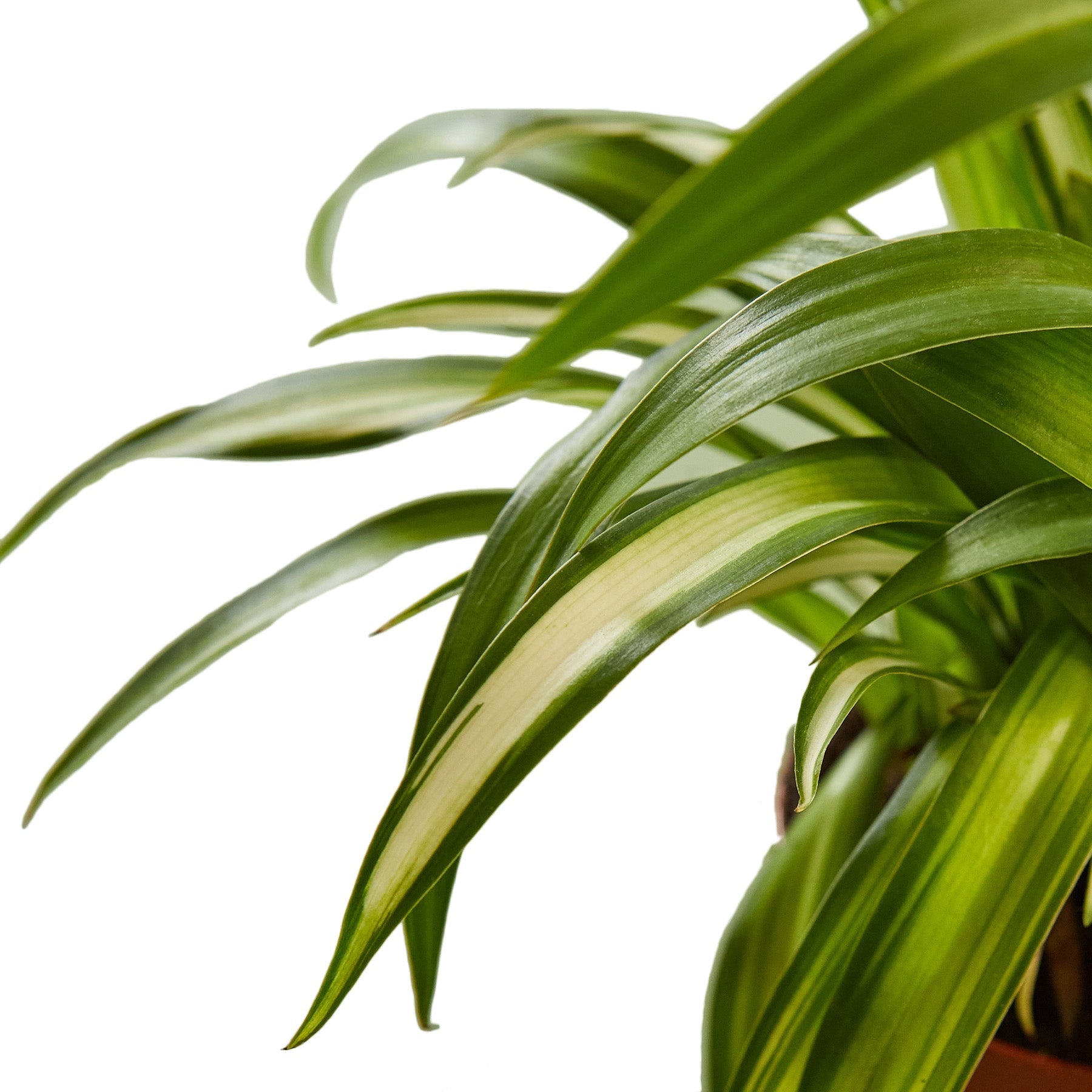 spider plant nursery Spider Plant 'Hawaiian' 4" Pot