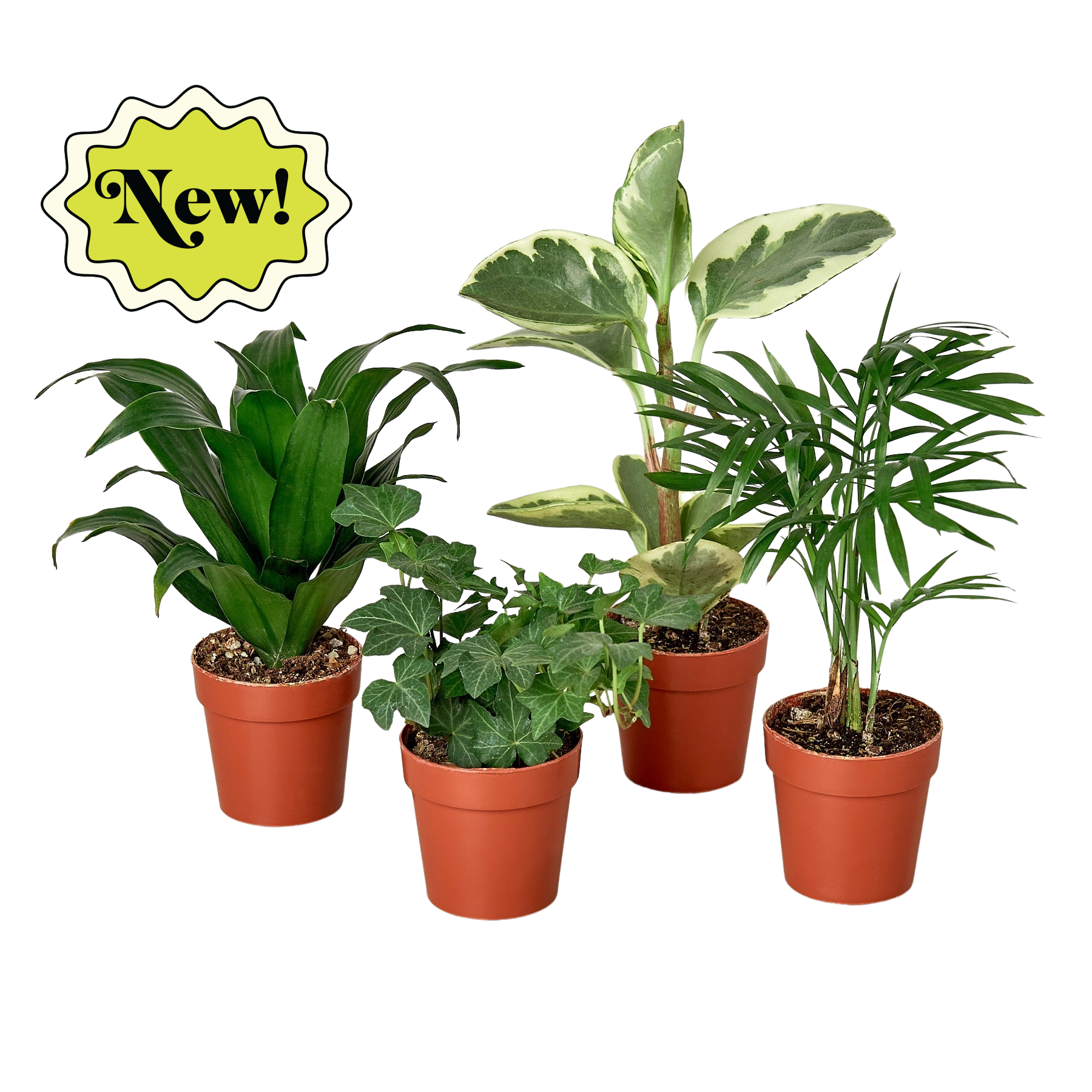 house plant bundle 3" Tropical Plant Variety Bundle – House by the Side of the Road
