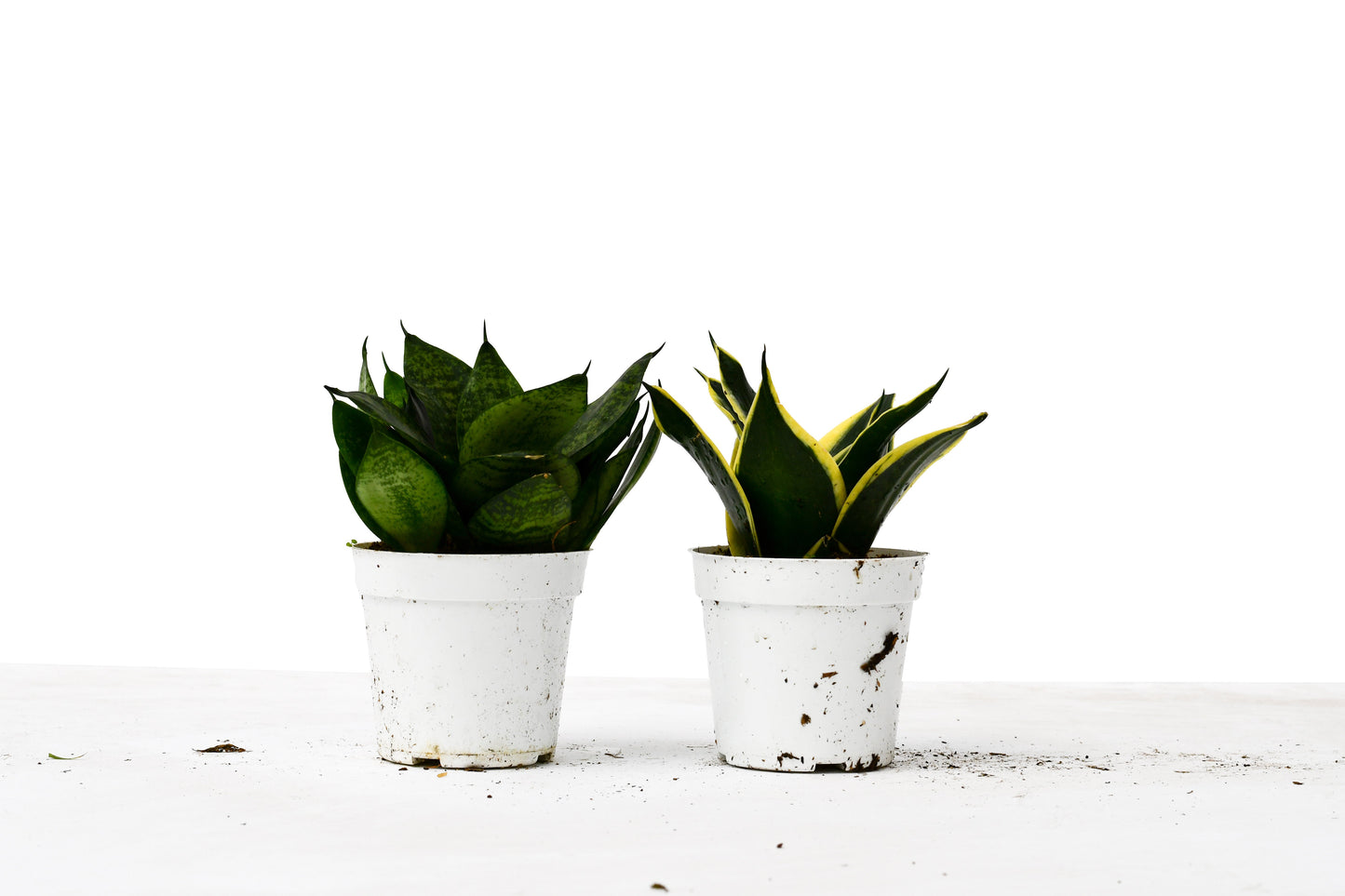 emerald star snake plant Snake Plant Variety Packs