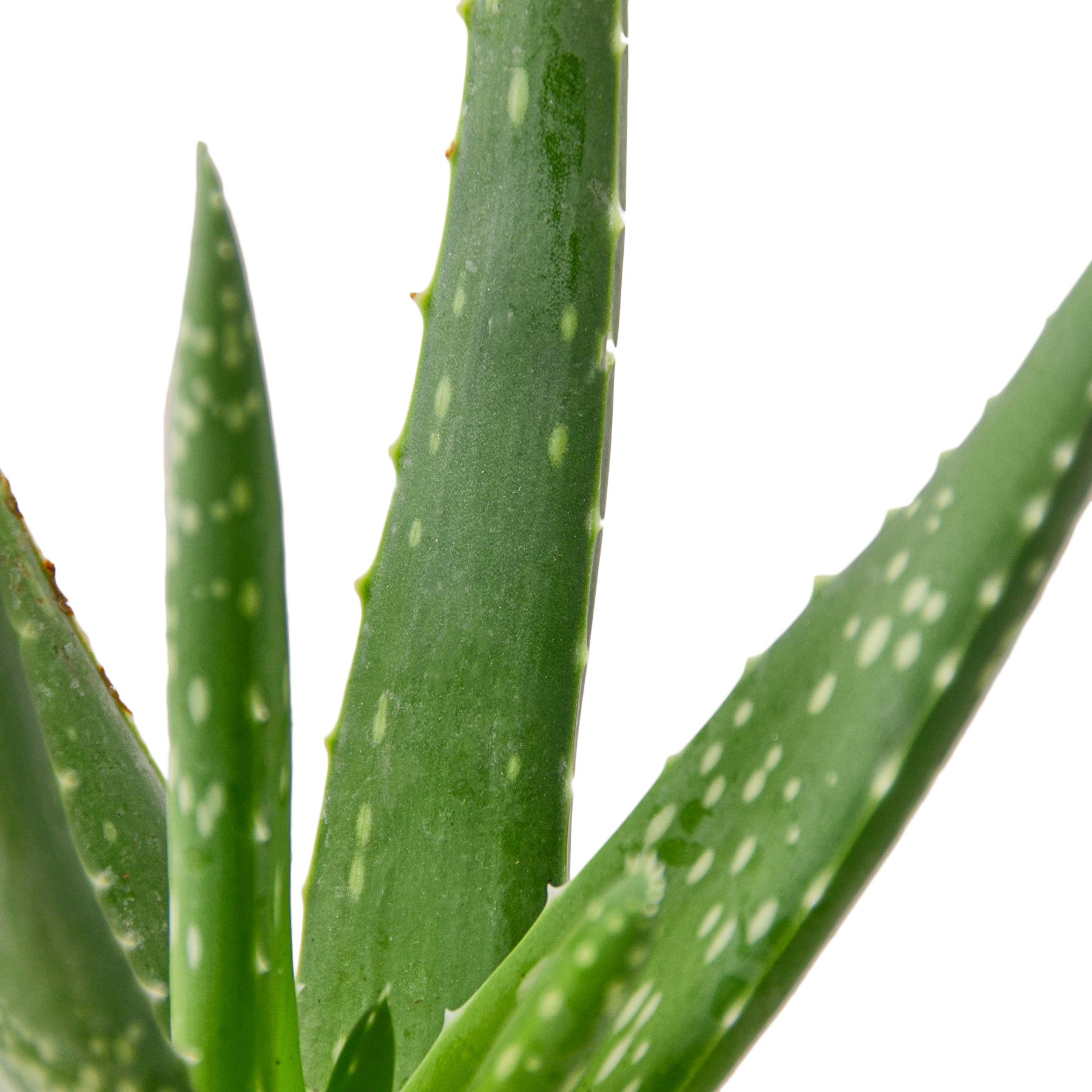 aloe vera plant nursery near me The Snobby Leaf | Aloe Vera - 4 inch Pot