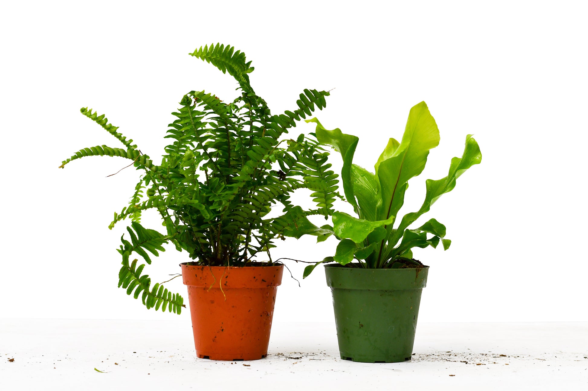 house plant ferns House Plant 4-FERN-VARIETY-2PK 2 Fern Variety Pack Plant in 4 in. Pot