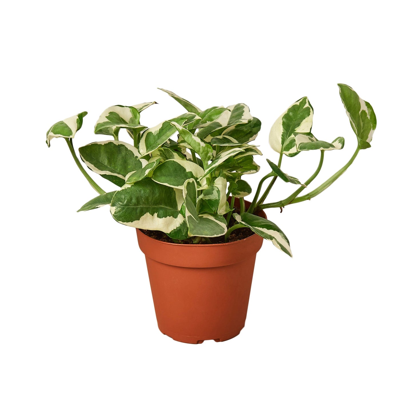 pothos variety pack 2-Pack Pothos Variety Bundle 4" Live Trailing Plants by Succulents Box