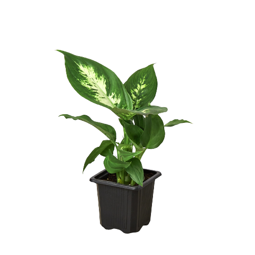 dieffenbachia hybrida Dieffenbachia Camille