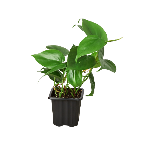 Philodendron Cordatum | Heartleaf Vining Houseplant