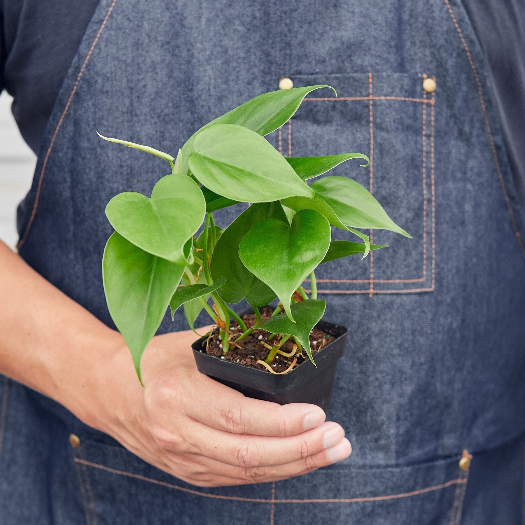 live philodendron cordatum heartleaf Philodendron Cordatum 'Heartleaf' 4" Pot / Nursery Pot