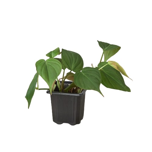 Philodendron Velvet - Philodendron Micans