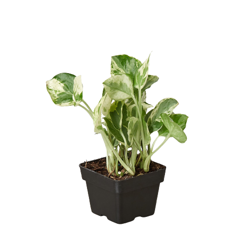 n'joy pothos Pothos N'joy Live Houseplant