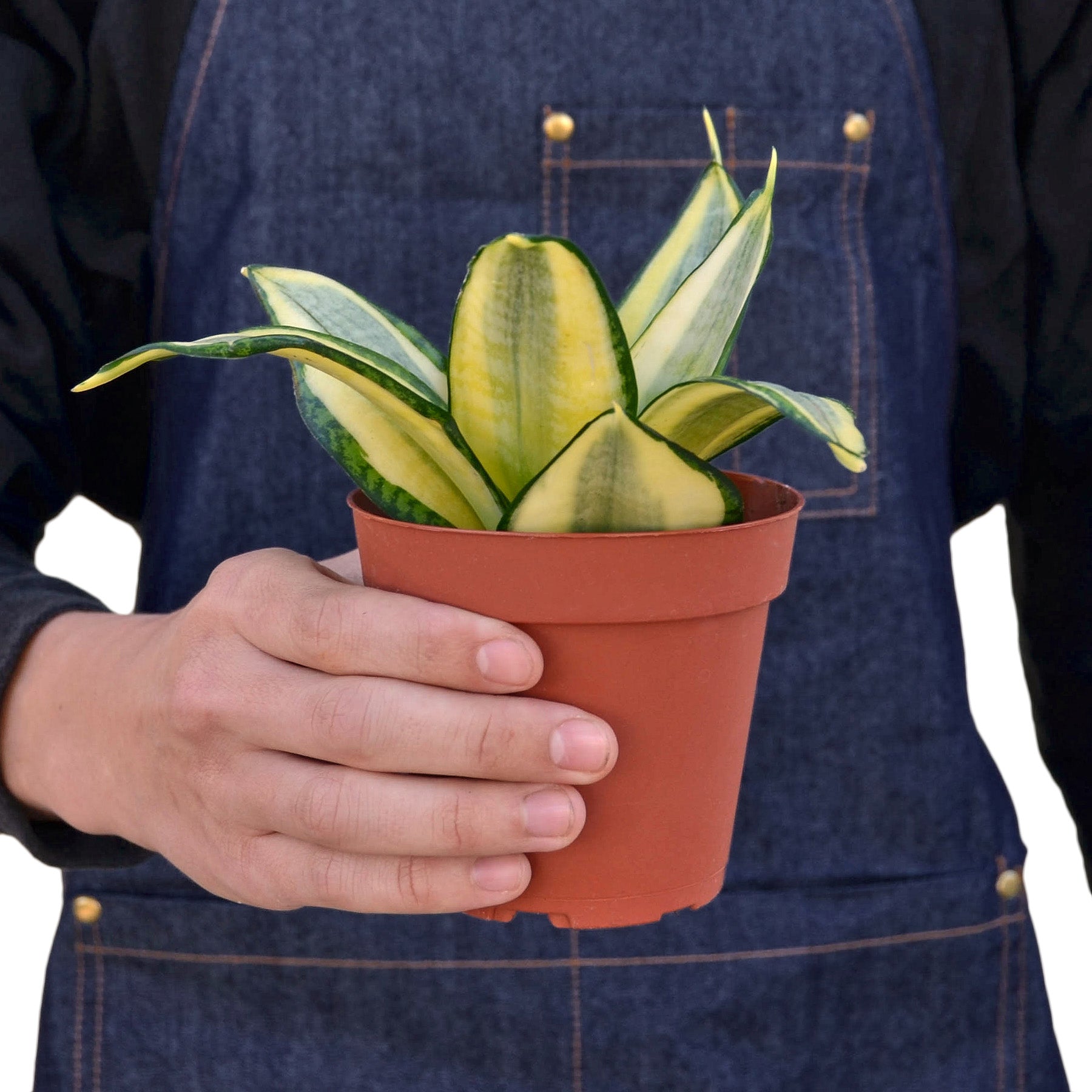 snake plant gold Snake Plant Gold Hahnii – House by the Side of the Road
