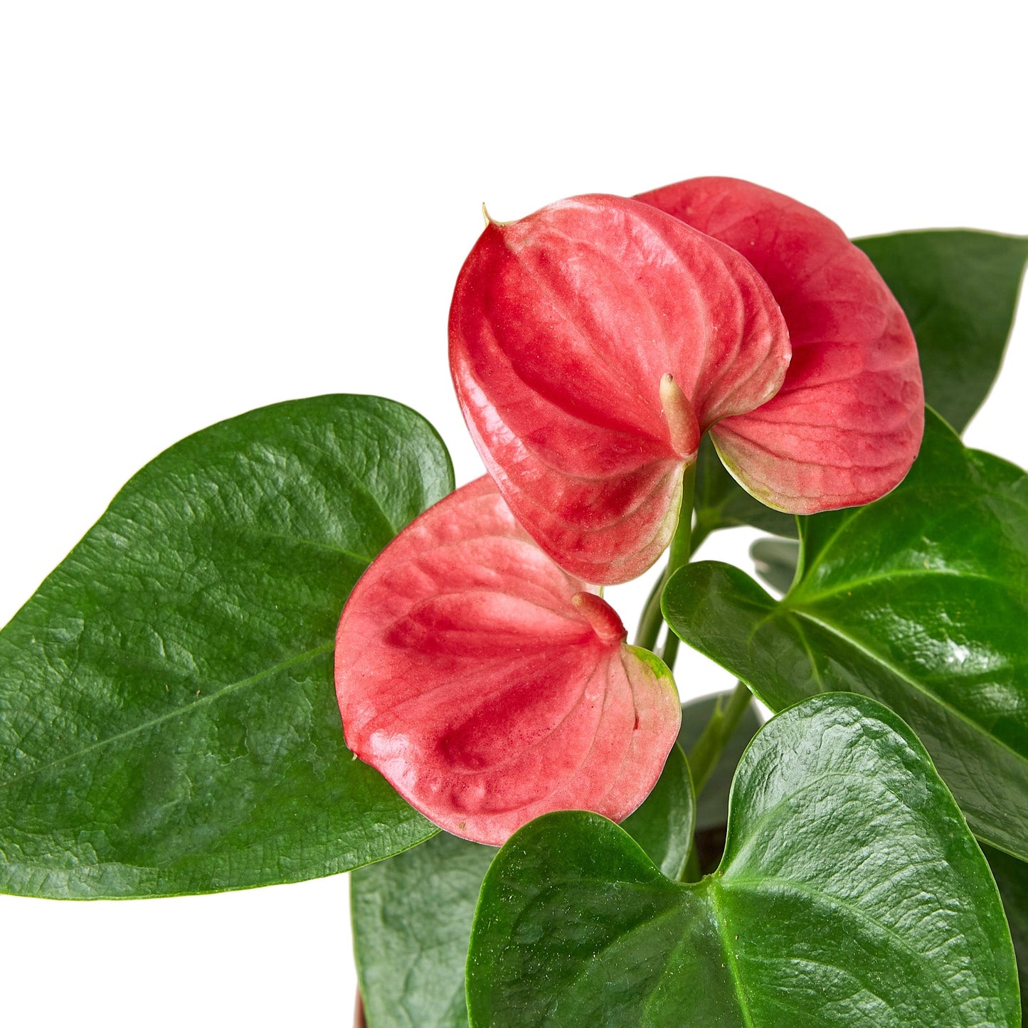 pink bird anthurium Anthurium 'Pink' 4" Pot