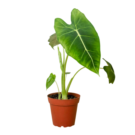 Alocasia Frydek has beautiful, large green leaves that grow in the shape of spades