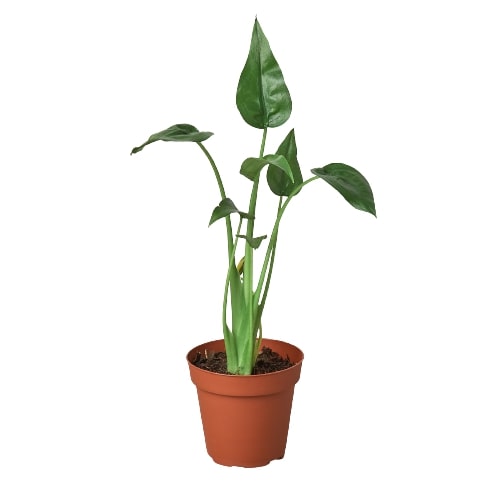 Tiny Dancer Alocasia is a bright green alocasia with small, spade shaped leaves in a plastic terra cotta colored pot