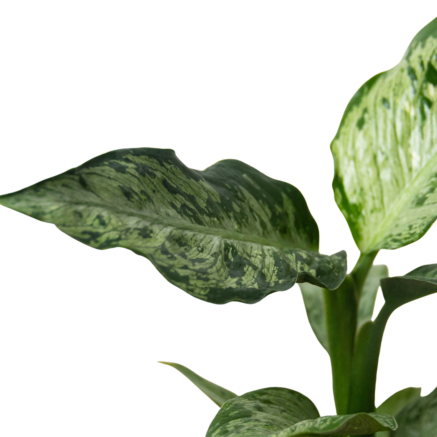 Dieffenbachia 'Memoria Corsii'