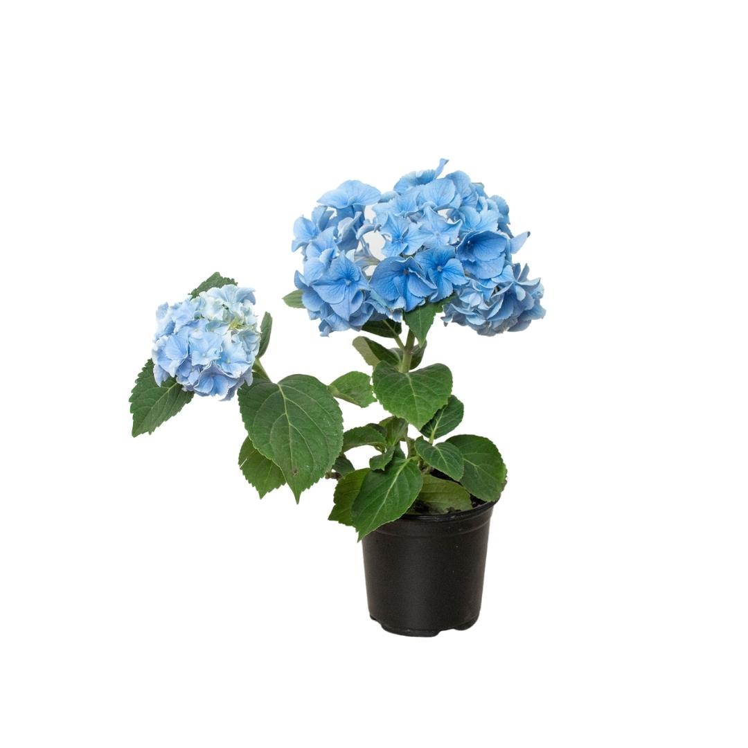 potted blue hydrangea plants Blue Hydrangea