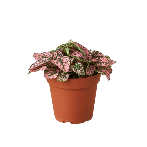 Hypoestes 'Polka Dot'