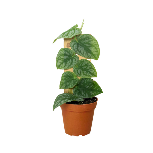 Monstera 'Dubia' (Shingle Plant) - 4" Pot