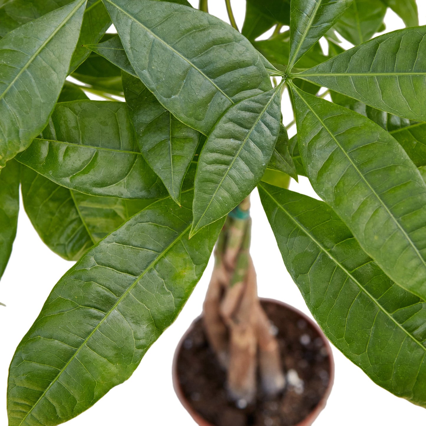 Money Tree 'Guiana Chestnut' Pachira Braid