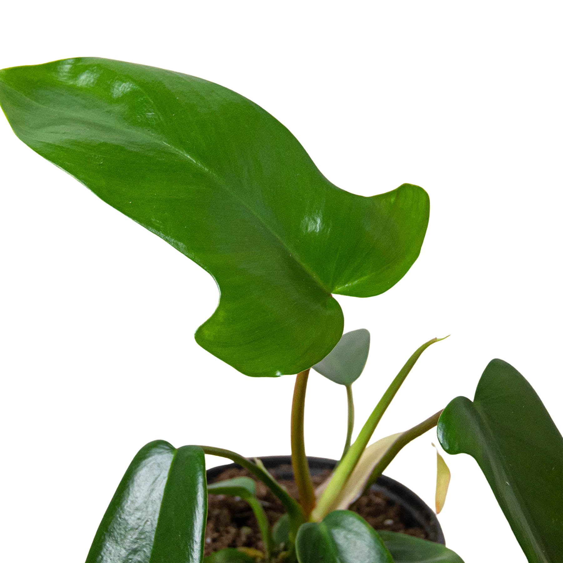 philodendron florida green Florida Green Philodendron - 6" Pot
