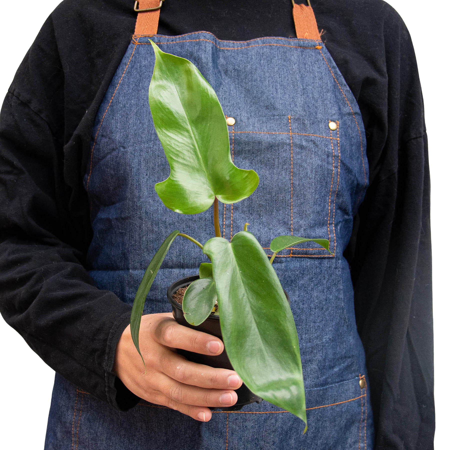 philodendron florida green for sale Philodendron 'Florida Green' – House by the Side of the Road