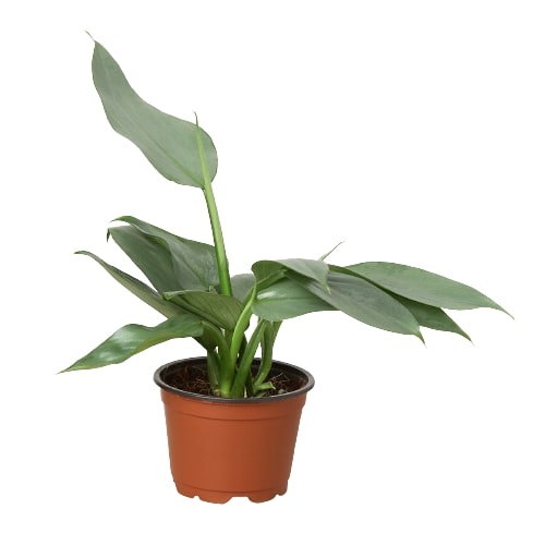 Philodendron 'Silver Sword' - 4" Pot