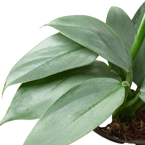 Philodendron 'Silver Sword' - 4" Pot