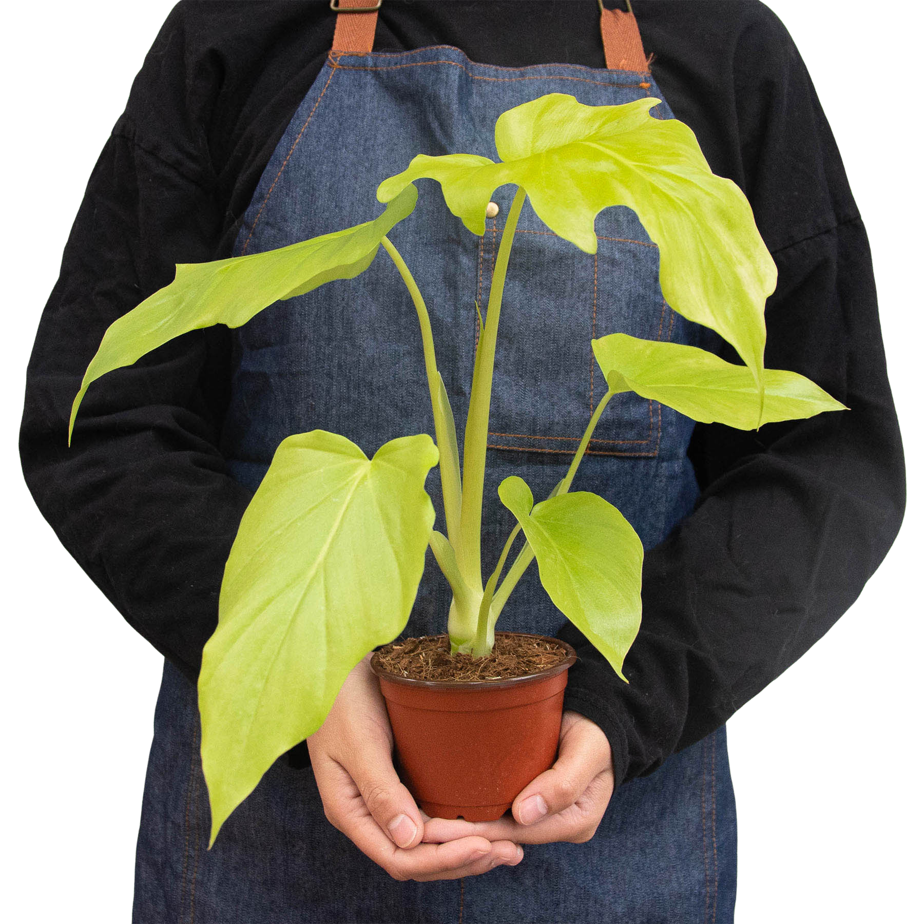 philodendron warszewiczii for sale Philodendron 'Warscewiczii' – House by the Side of the Road