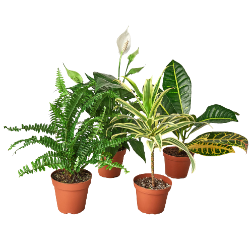 Air Purifying Variety Bundle 4 x 4"