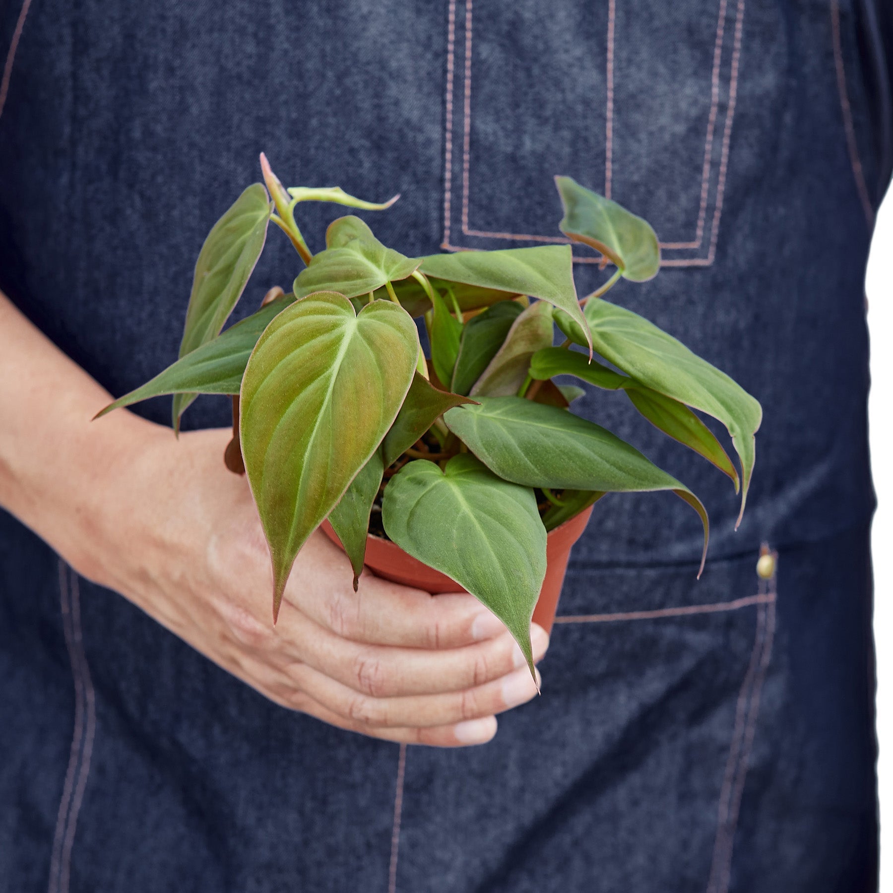 velvet leaf philodendron varieties Philodendron Velvet - Philodendron Micans