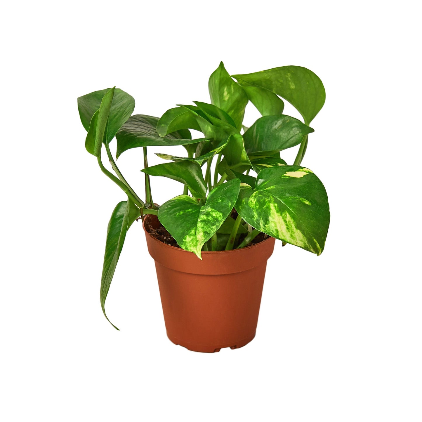 4 pothos 2-Pack Pothos Variety Bundle 4" Live Trailing Plants by Succulents Box