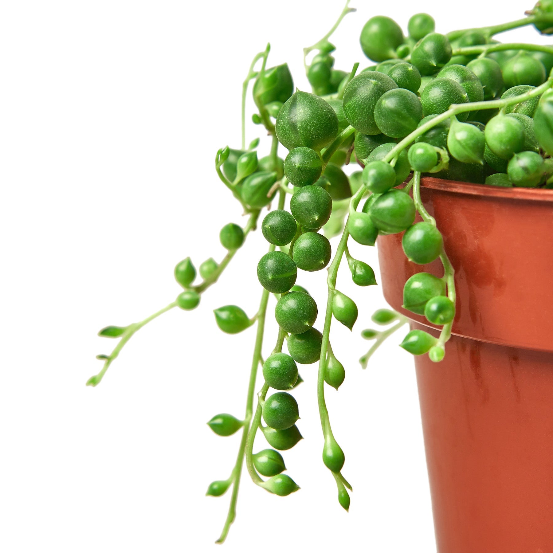 pearl chlorophytum seeds Succulent 'String of Pearls' – House by the Side of the Road