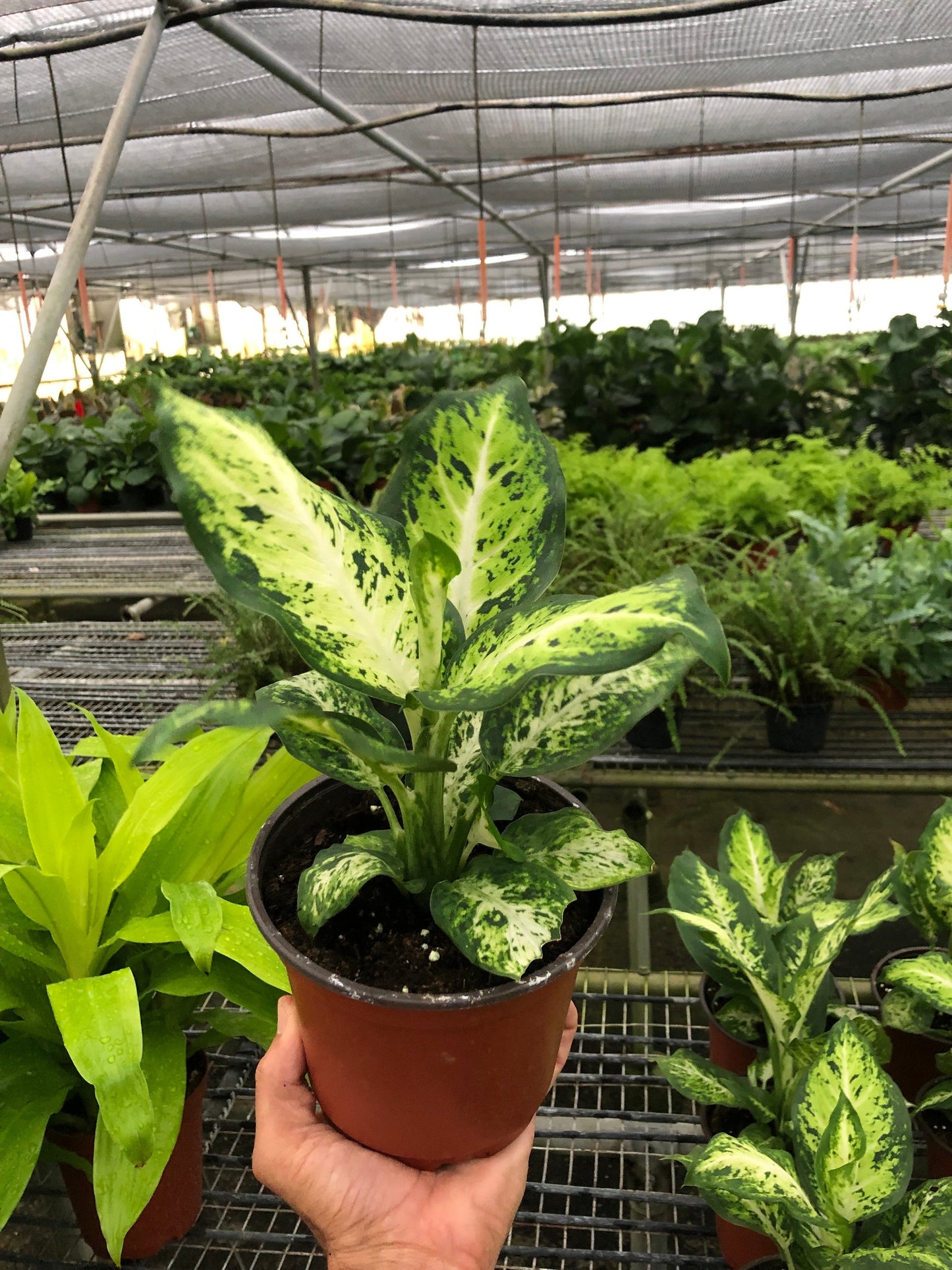 dieffenbachia asst Dieffenbachia Amy, 4 Plant, The Plant Farm