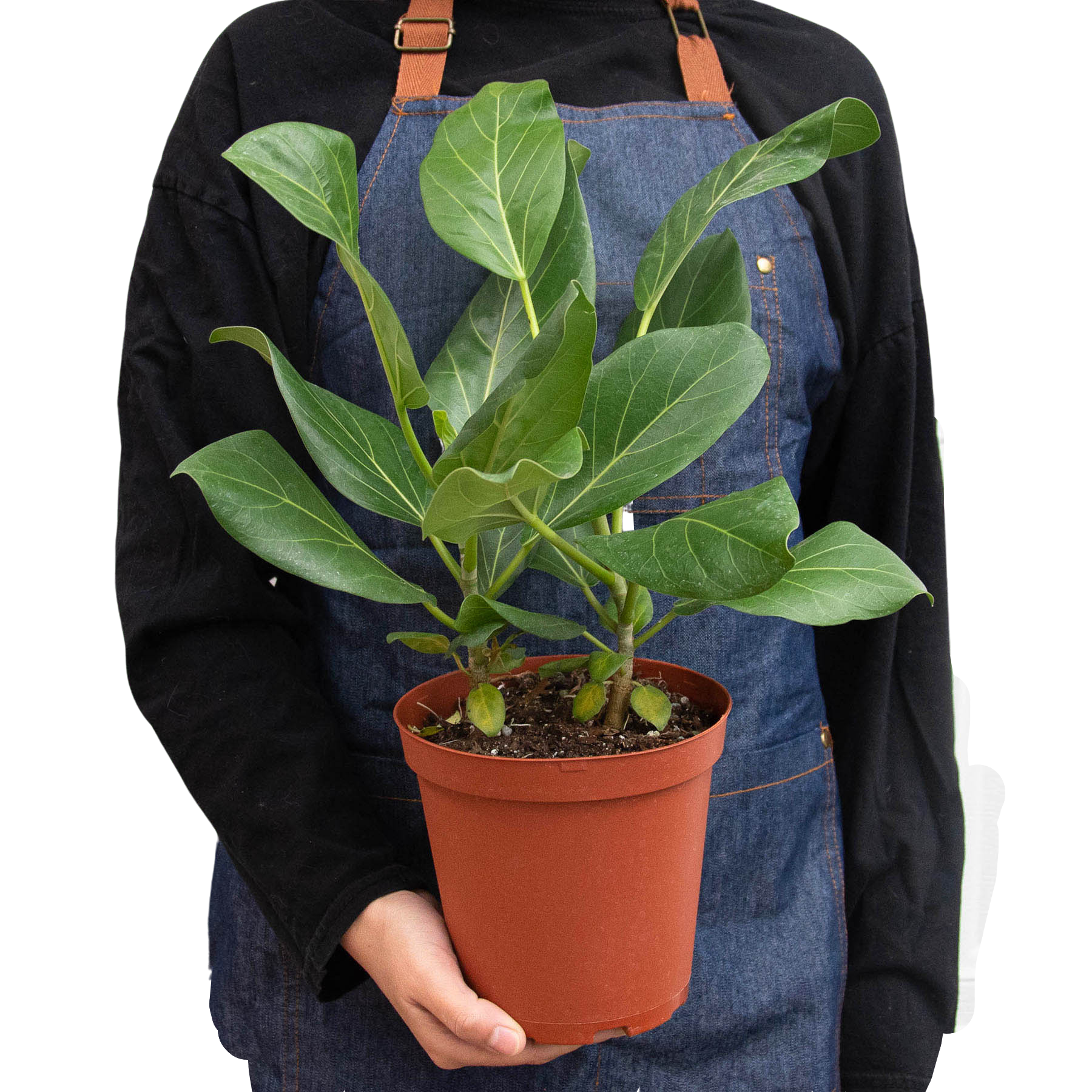 variegated ficus audrey Ficus Audrey Variegated Rubber