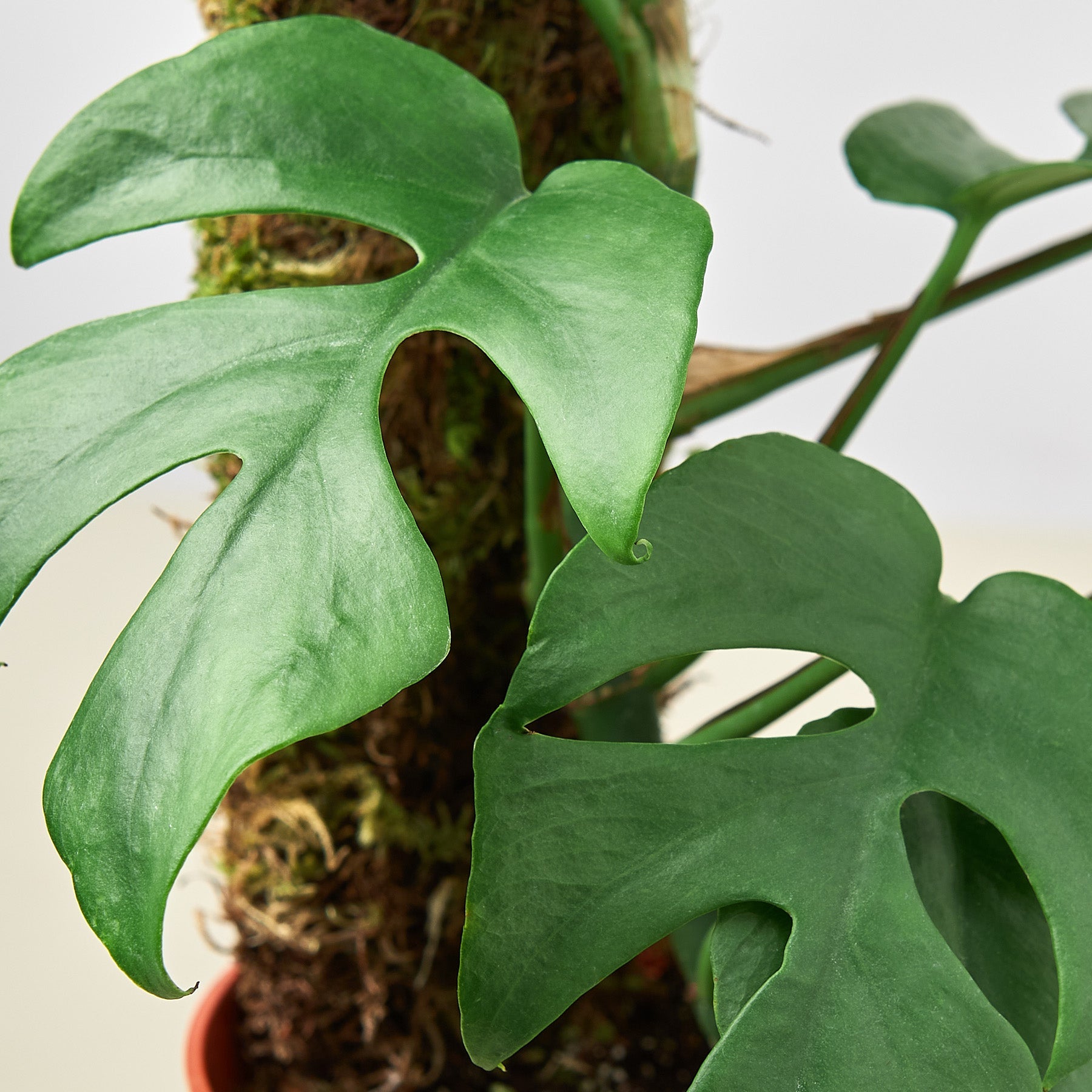 philodendron monstera minima House Plant 4-MONSTERA-MINIMA Philodendron Mini Monstera Minima Plant in 4 in. Pot
