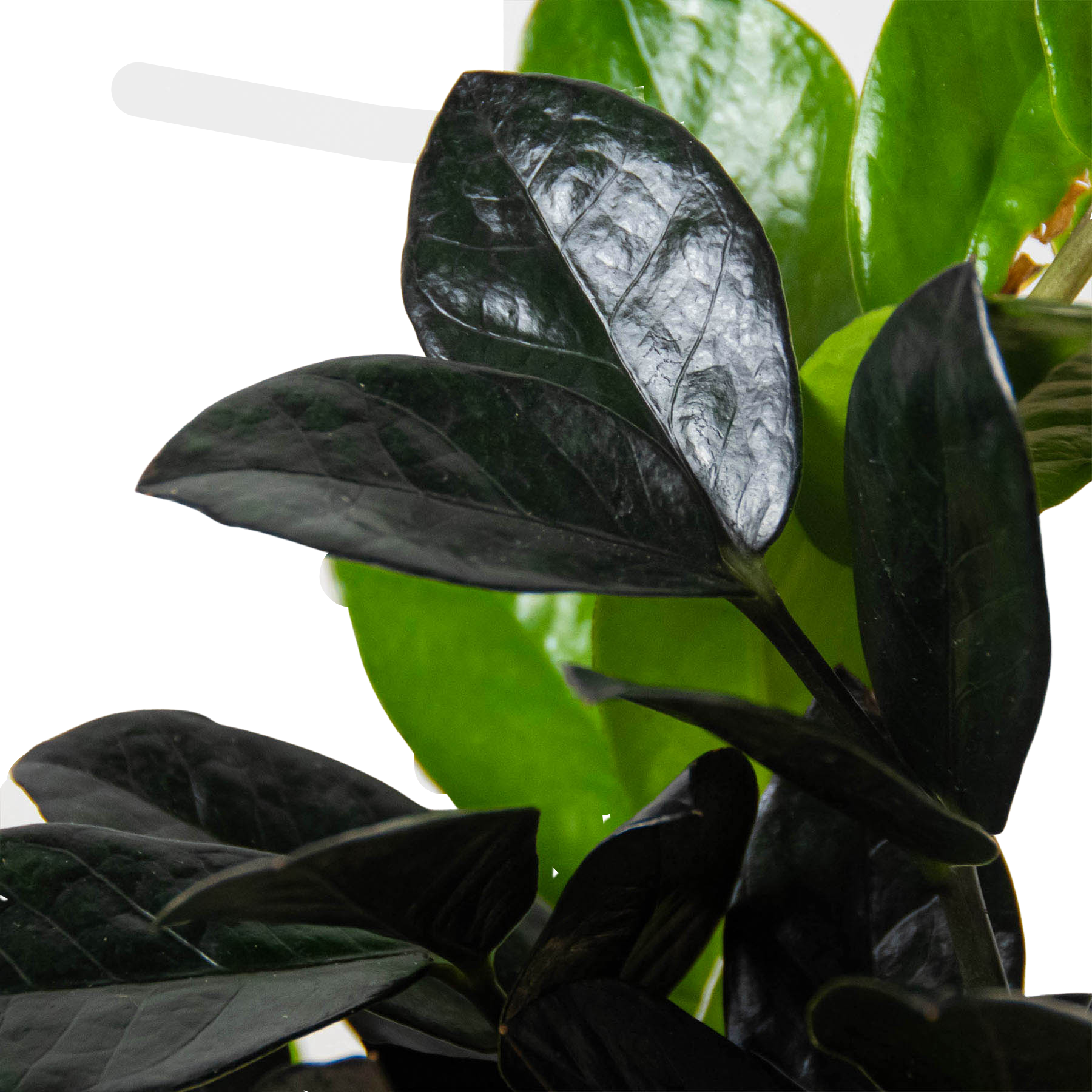 zz plant black raven ZZ 'Black Queen' Indoor Low-Light Plant