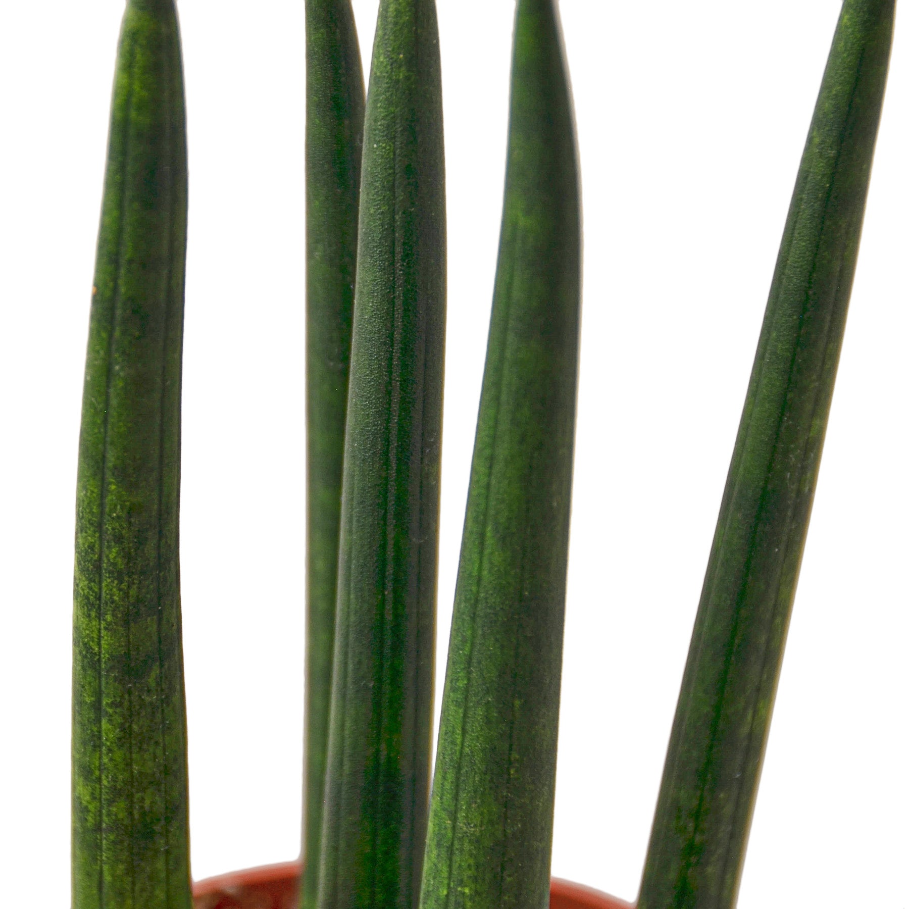 cylindrical.snake plant Snake Plant Cylindrica