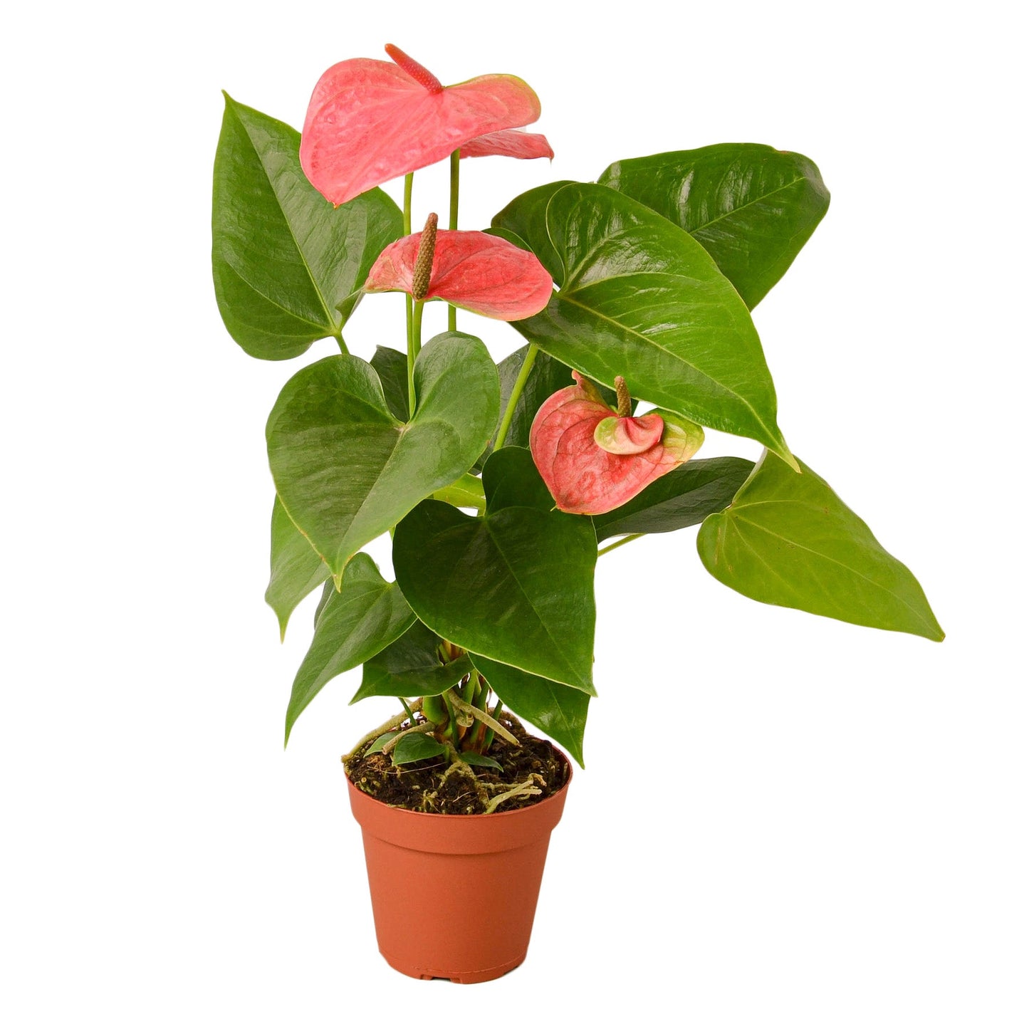 2 Anthurium Variety Pack - 4" Pots