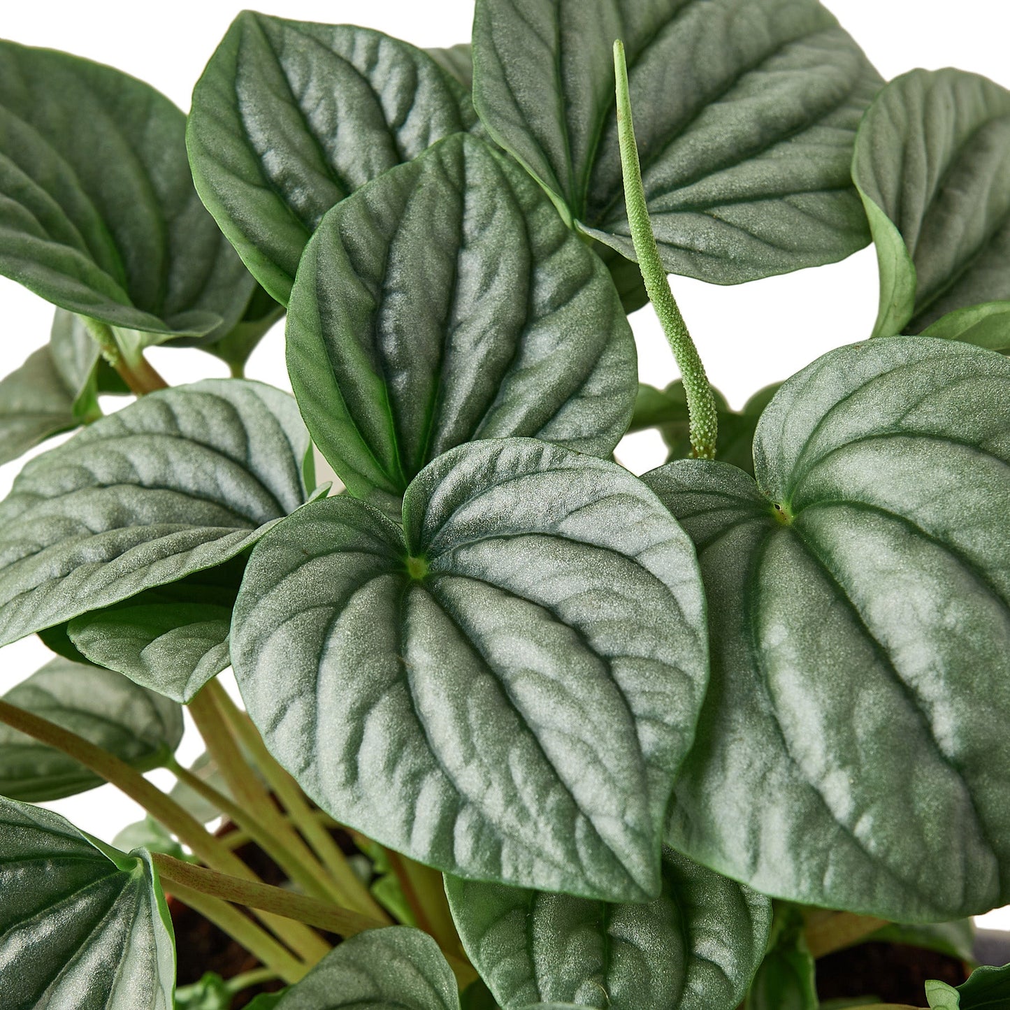 Peperomia 'Frost' - 6" Pot
