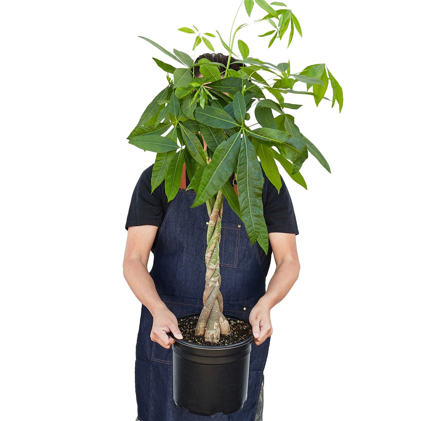 Money Tree 'Guiana Chestnut' Pachira Braid - 10" Pot