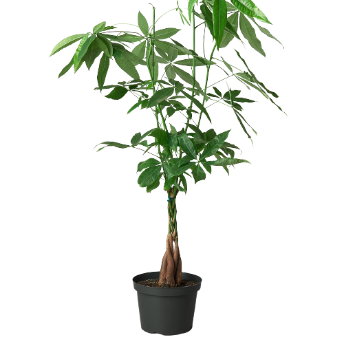 Money Tree 'Guiana Chestnut' Pachira Braid - 6" Pot - NURSERY POT ONLY