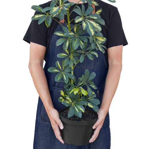 variegated schefflera arboricola Schefflera Arboricola Variegated 'Umbrella' – House by the Side of the Road