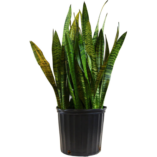 Snake Plant 'Zeylanica' (Sansevieria) - In 10" Pot