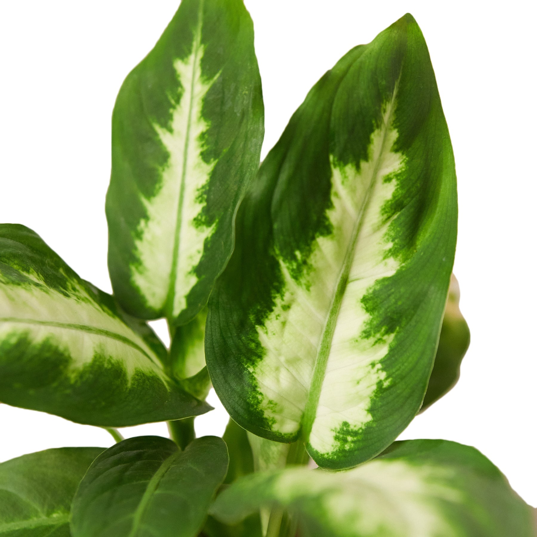 dieffenbachia 4 pot Dieffenbachia Camille - 4" Pot