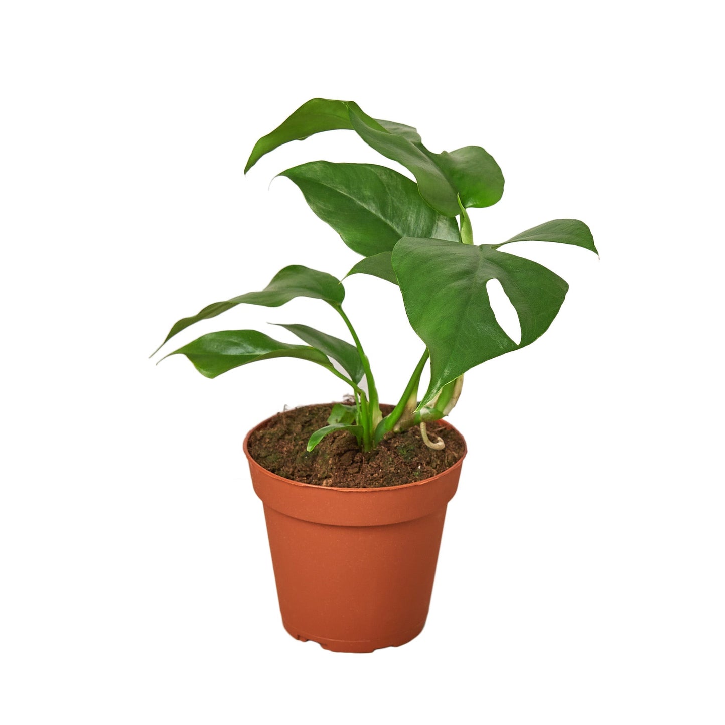 Philodendron Mini Monstera Minima - 4" Pot - NURSERY POT ONLY