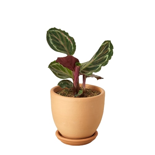Calathea Roseopicta 'Medallion'