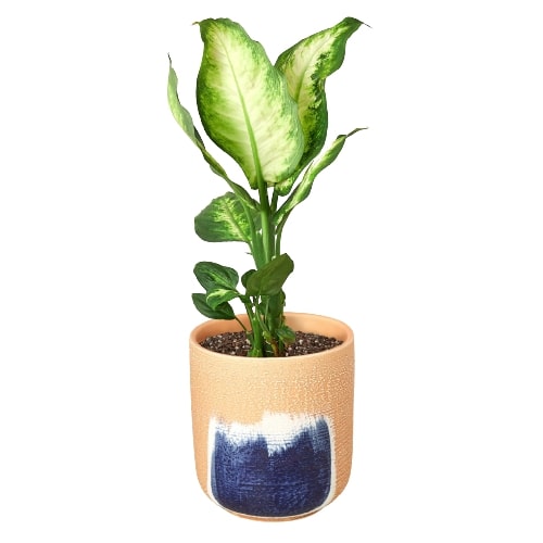 dieffenbachia pot size Dieffenbachia Camille