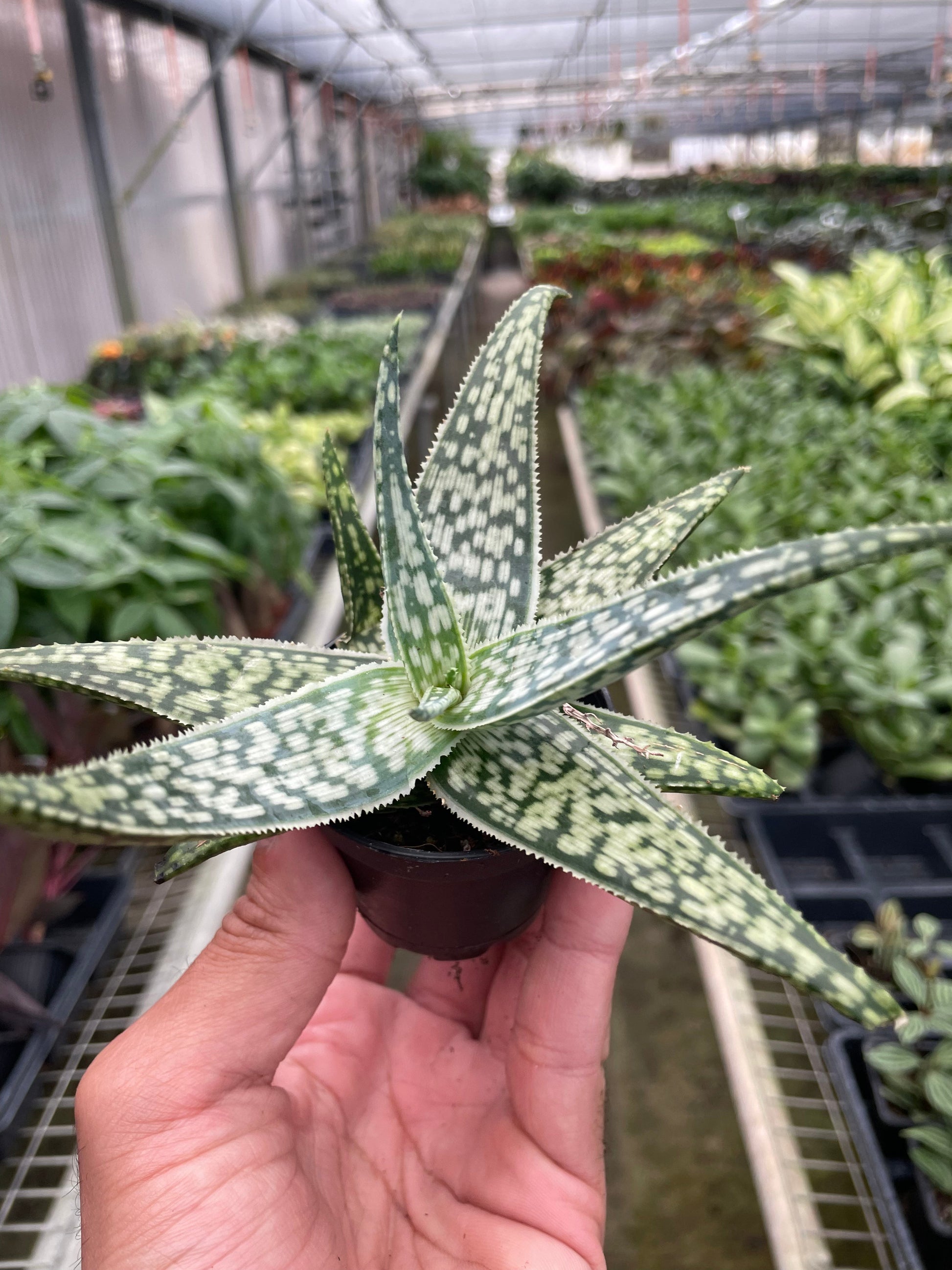albino aloe vera plant Aloe 'White Fox' – House by the Side of the Road