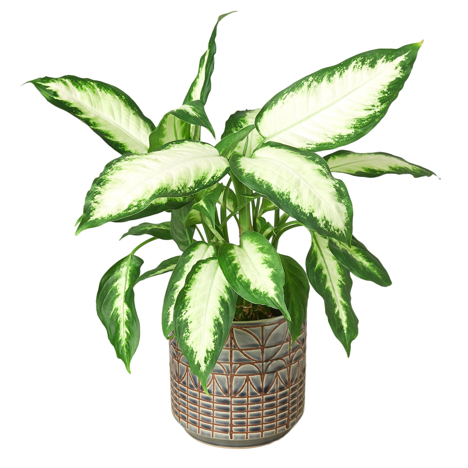 dieffenbachia camille pot Dieffenbachia Camille